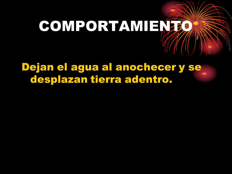 COMPORTAMIENTO Dejan el agua al anochecer y se desplazan tierra adentro.