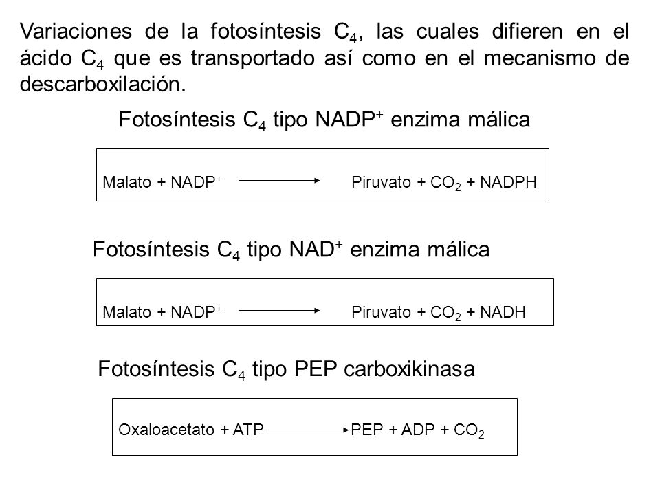 Fotosíntesis C4 tipo NADP+ enzima málica