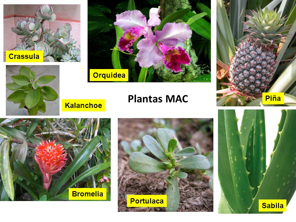 Crassula Orquidea Plantas MAC Piña Kalanchoe Bromelia Portulaca Sabila
