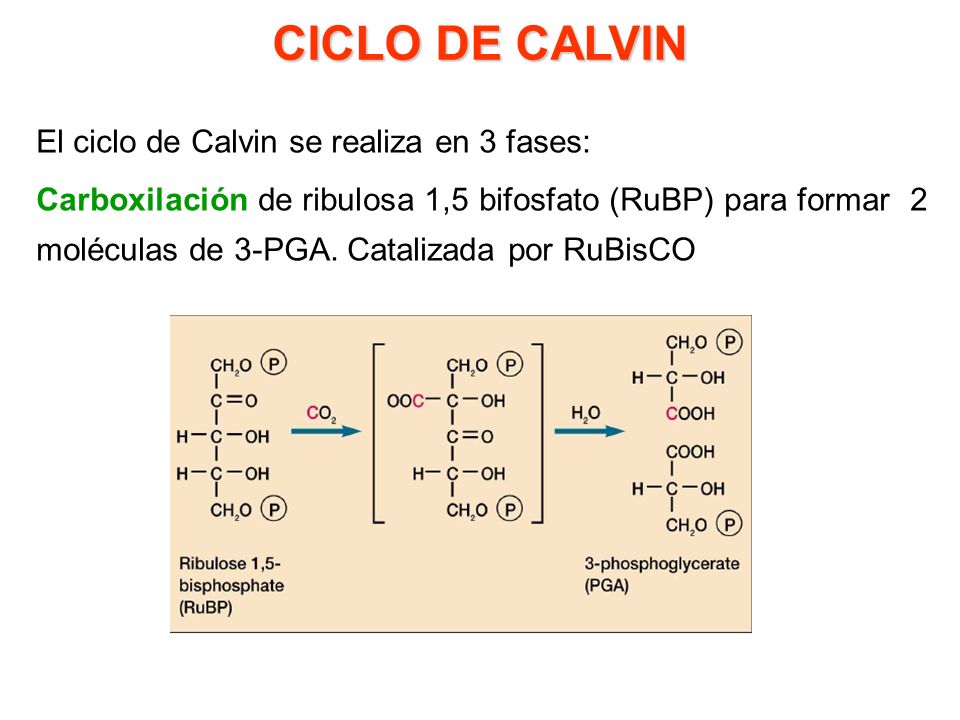 CICLO DE CALVIN El ciclo de Calvin se realiza en 3 fases: