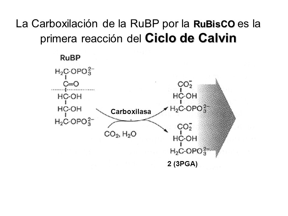 La Carboxilación de la RuBP por la RuBisCO es la primera reacción del Ciclo de Calvin