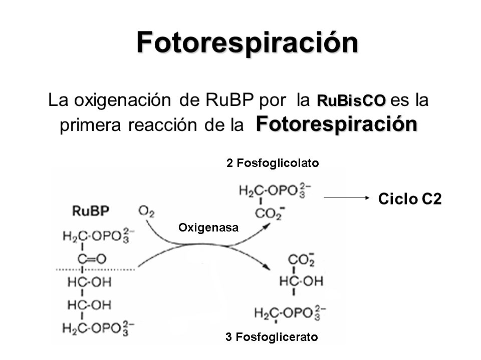 Fotorespiración La oxigenación de RuBP por la RuBisCO es la primera reacción de la Fotorespiración.
