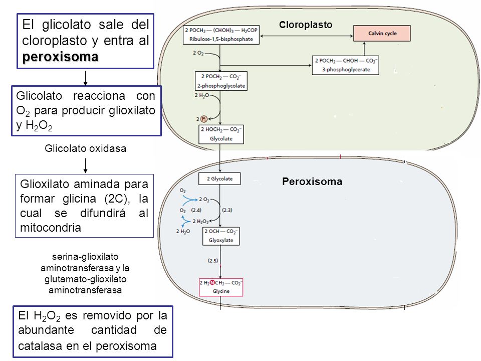 El glicolato sale del cloroplasto y entra al peroxisoma