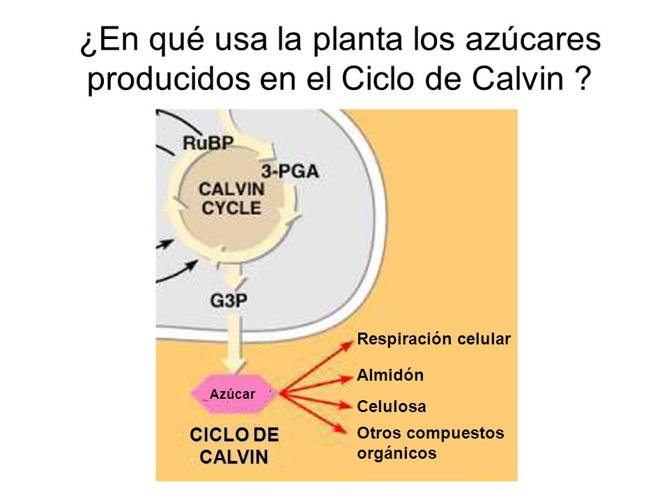 ¿En qué usa la planta los azúcares producidos en el Ciclo de Calvin