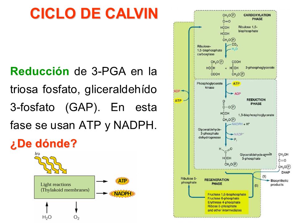CICLO DE CALVIN Reducción de 3-PGA en la triosa fosfato, gliceraldehído 3-fosfato (GAP).