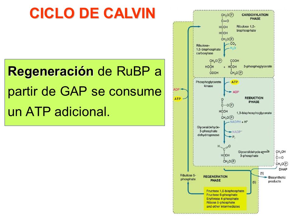 CICLO DE CALVIN Regeneración de RuBP a partir de GAP se consume un ATP adicional.