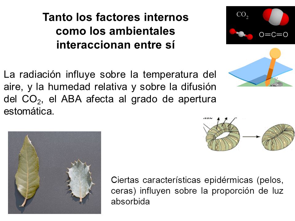 Tanto los factores internos como los ambientales interaccionan entre sí