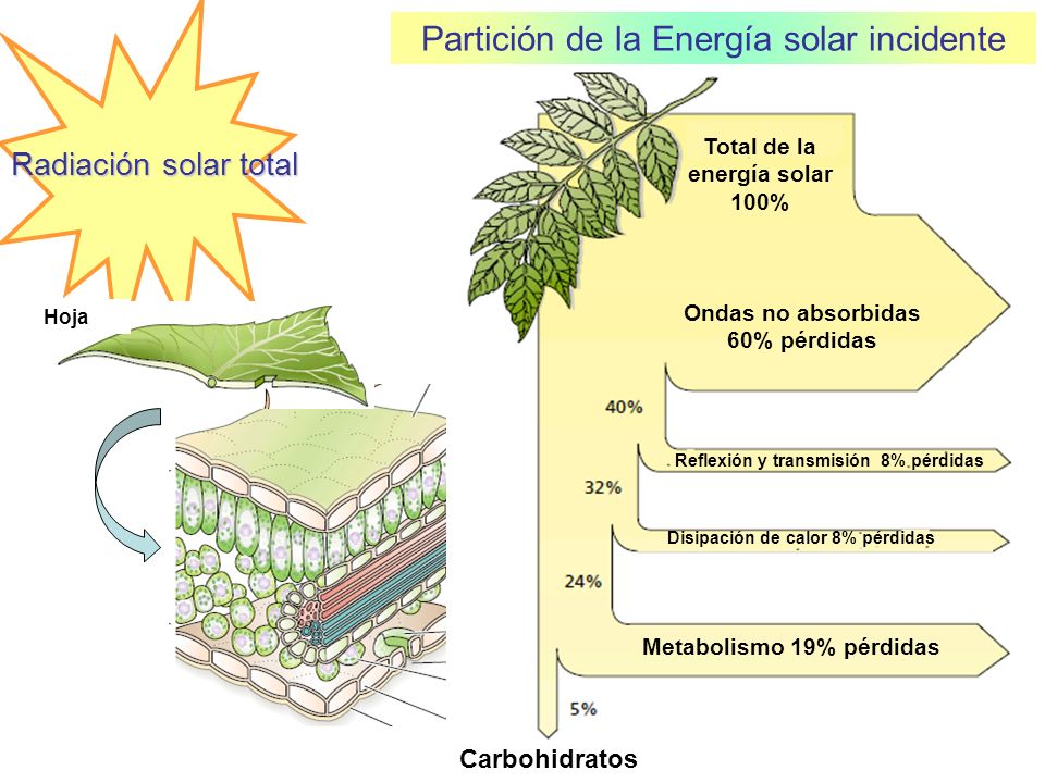 Ondas no absorbidas 60% pérdidas Total de la energía solar 100%