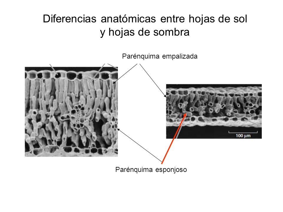 Diferencias anatómicas entre hojas de sol y hojas de sombra