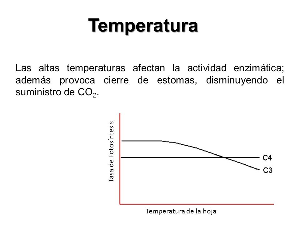 Temperatura Las altas temperaturas afectan la actividad enzimática; además provoca cierre de estomas, disminuyendo el suministro de CO2.
