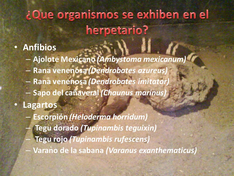 ¿Que organismos se exhiben en el herpetario