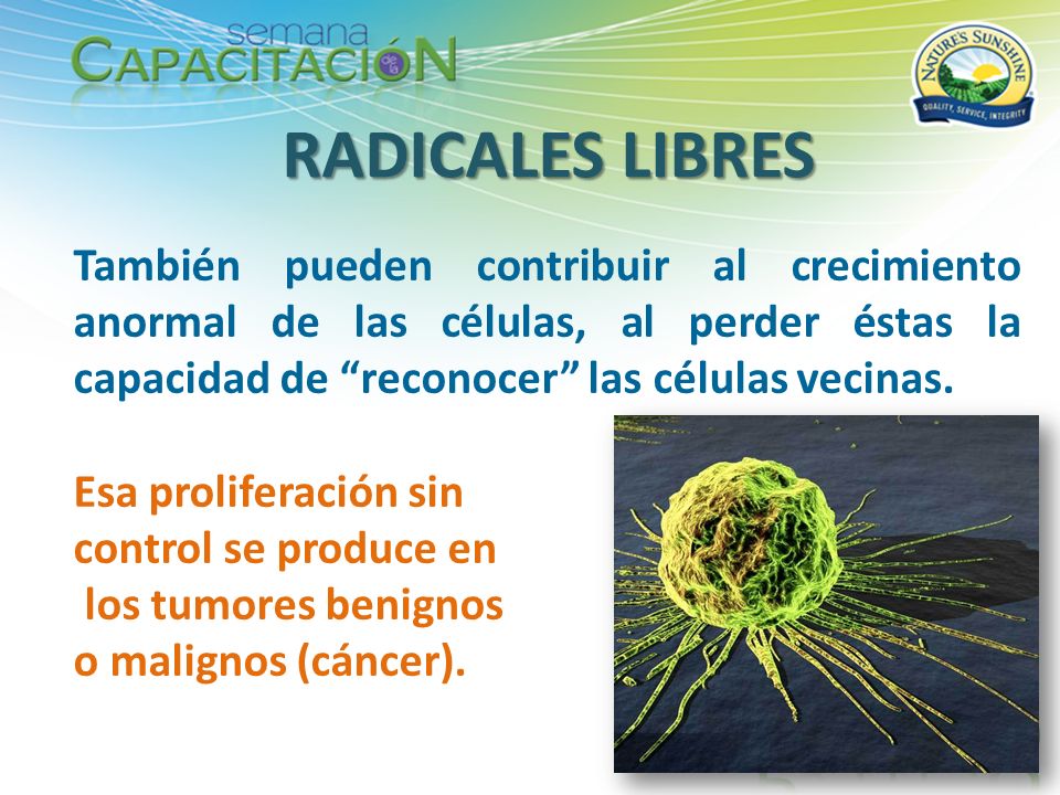 RADICALES LIBRES También pueden contribuir al crecimiento anormal de las células, al perder éstas la capacidad de reconocer las células vecinas.