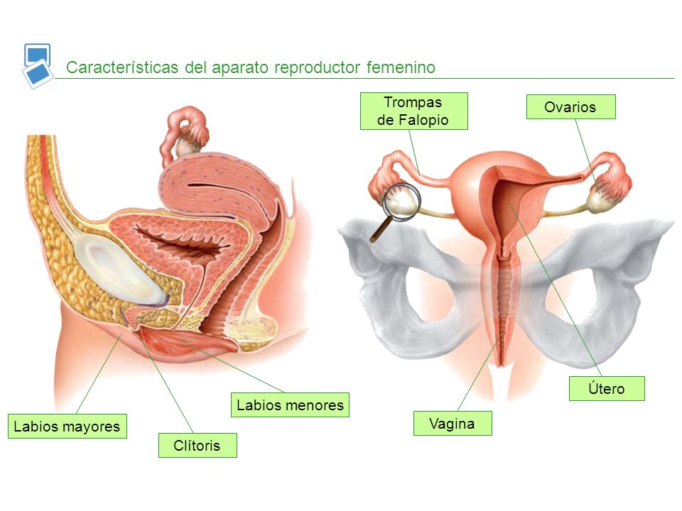 Características del aparato reproductor femenino