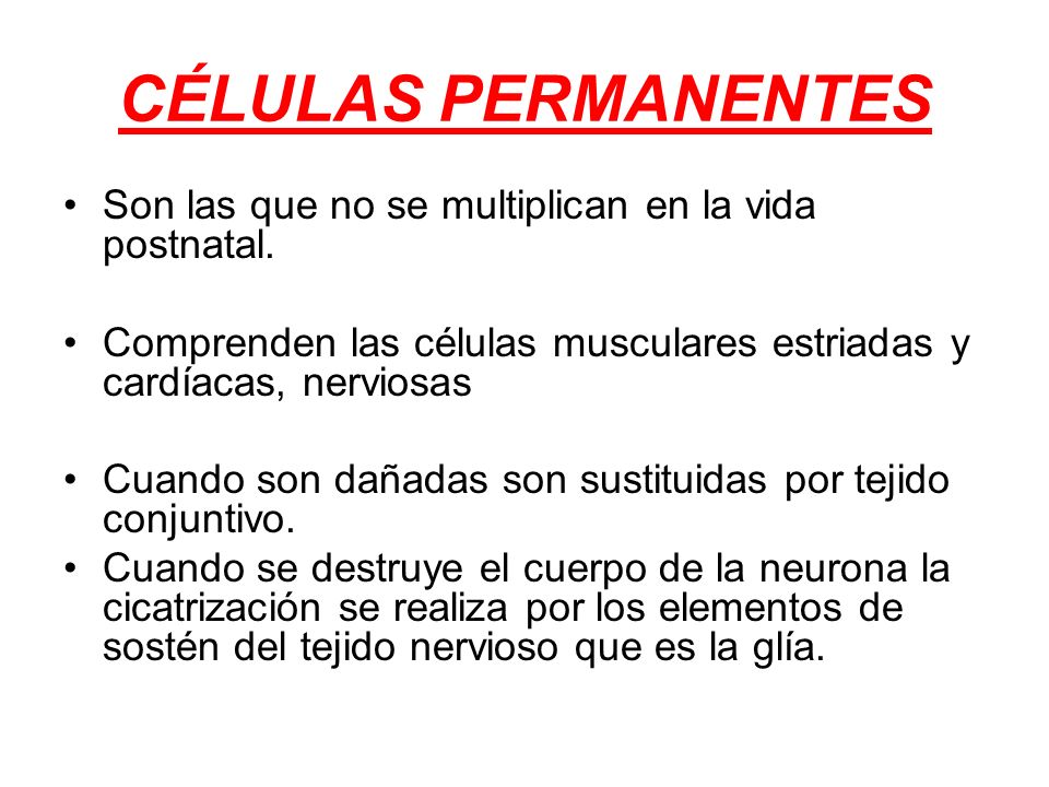 CÉLULAS PERMANENTES Son las que no se multiplican en la vida postnatal. Comprenden las células musculares estriadas y cardíacas, nerviosas.