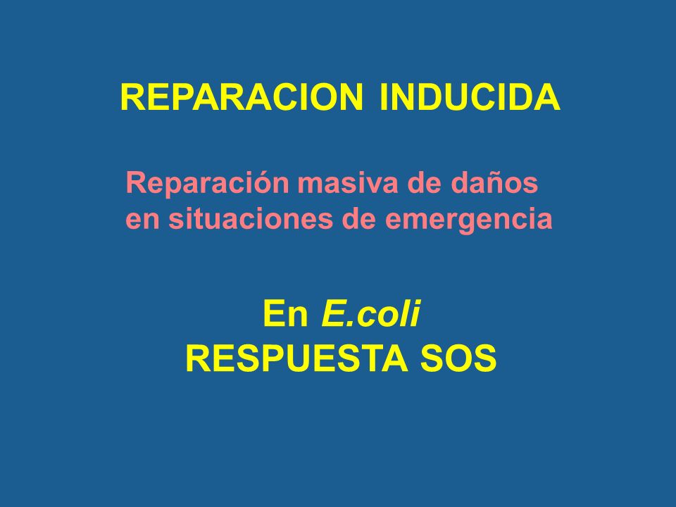 REPARACION INDUCIDA En E.coli RESPUESTA SOS Reparación masiva de daños