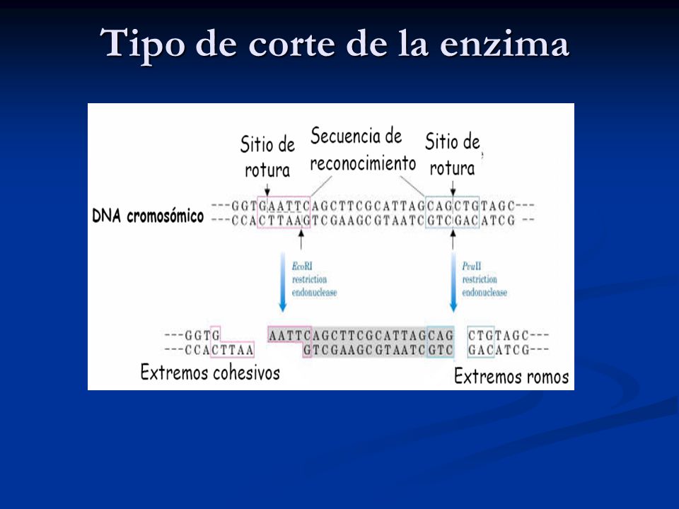 Tipo de corte de la enzima