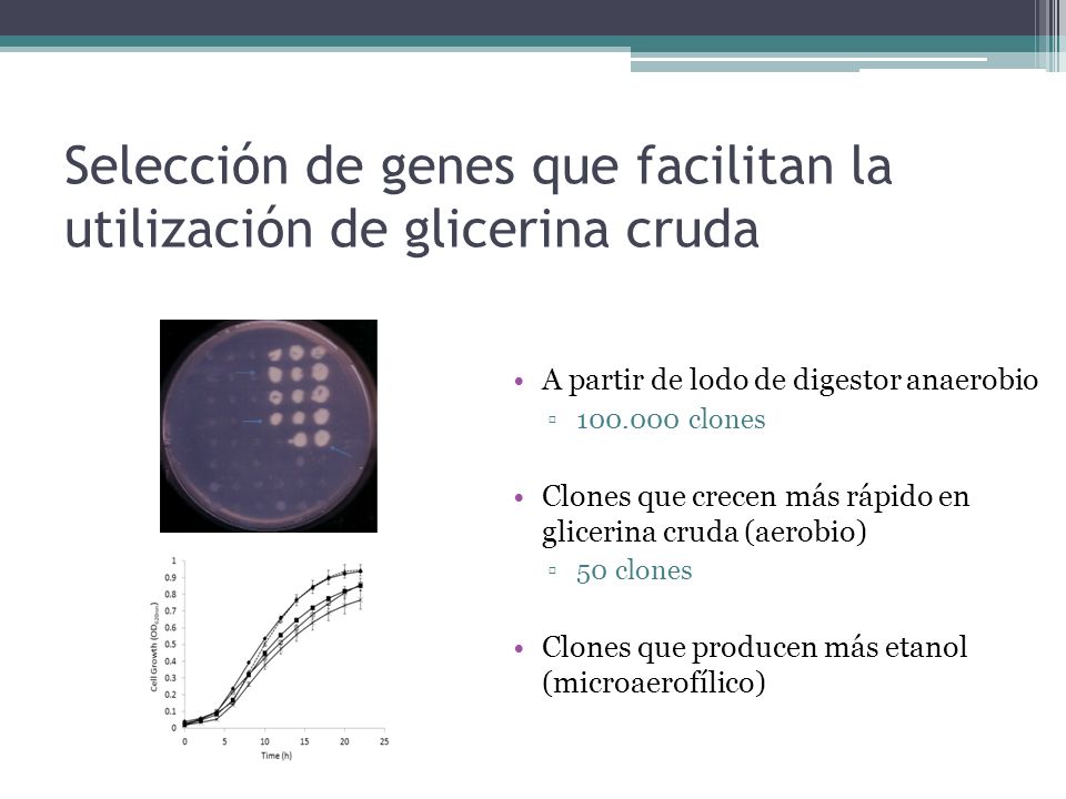 Selección de genes que facilitan la utilización de glicerina cruda