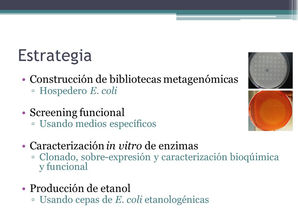 Estrategia Construcción de bibliotecas metagenómicas