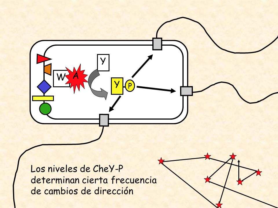 W A Y P Los niveles de CheY-P determinan cierta frecuencia de cambios de dirección