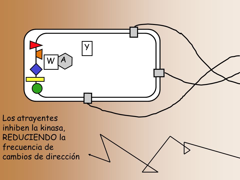 W A Y Los atrayentes inhiben la kinasa, REDUCIENDO la frecuencia de cambios de dirección