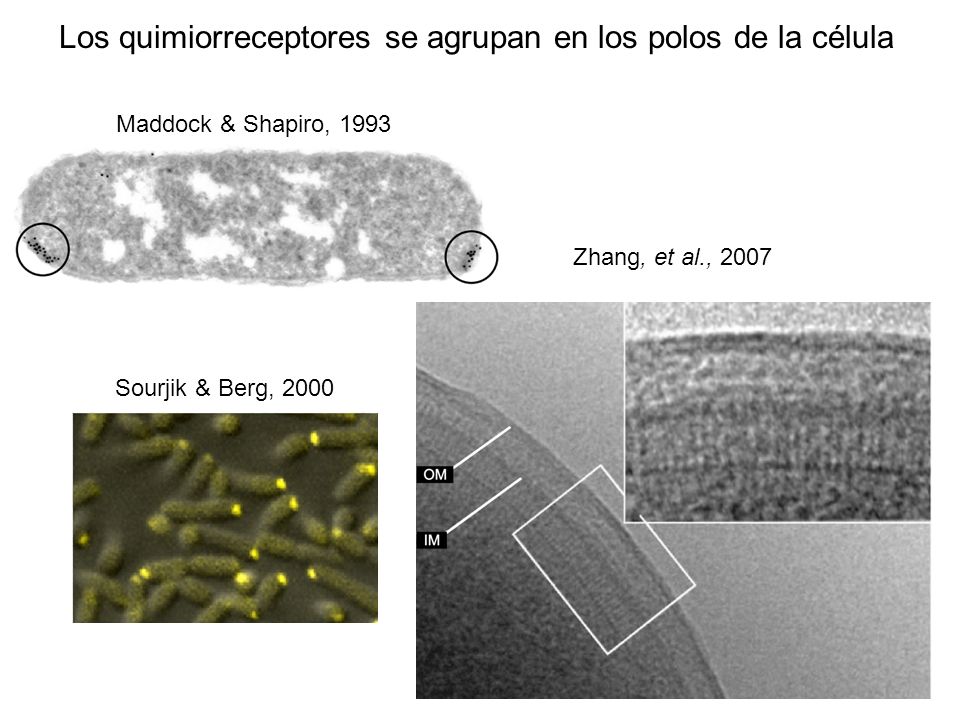 Los quimiorreceptores se agrupan en los polos de la célula