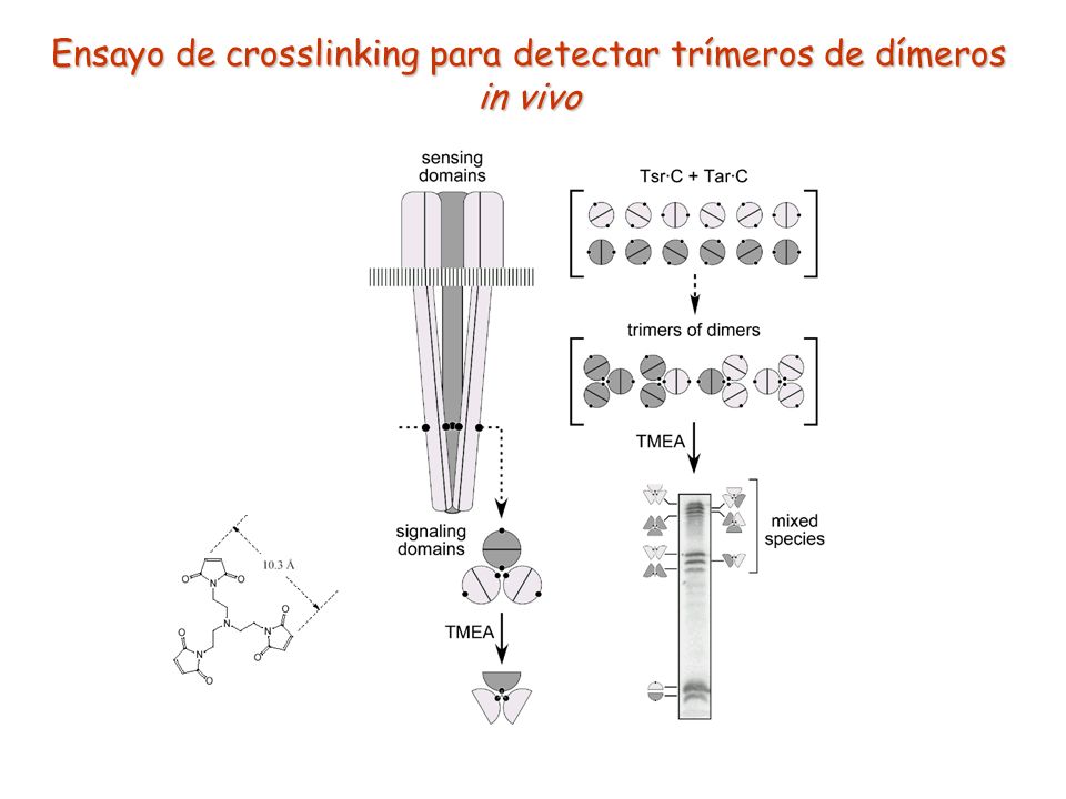 Ensayo de crosslinking para detectar trímeros de dímeros in vivo