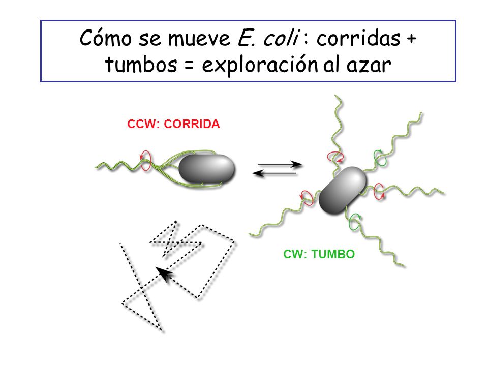 Cómo se mueve E. coli : corridas + tumbos = exploración al azar