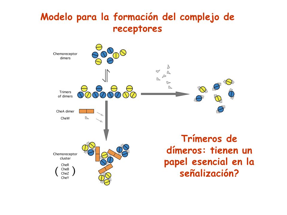 Modelo para la formación del complejo de receptores