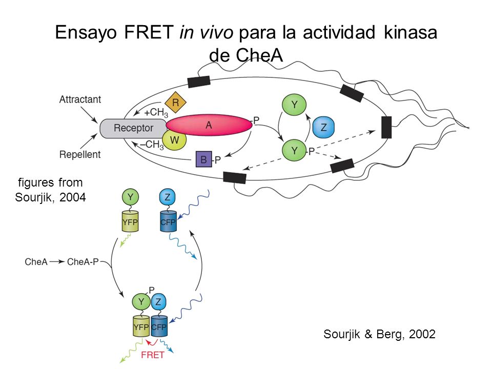 Ensayo FRET in vivo para la actividad kinasa de CheA