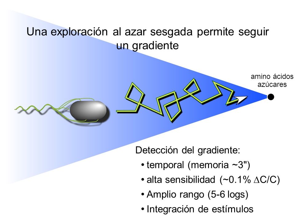Una exploración al azar sesgada permite seguir un gradiente