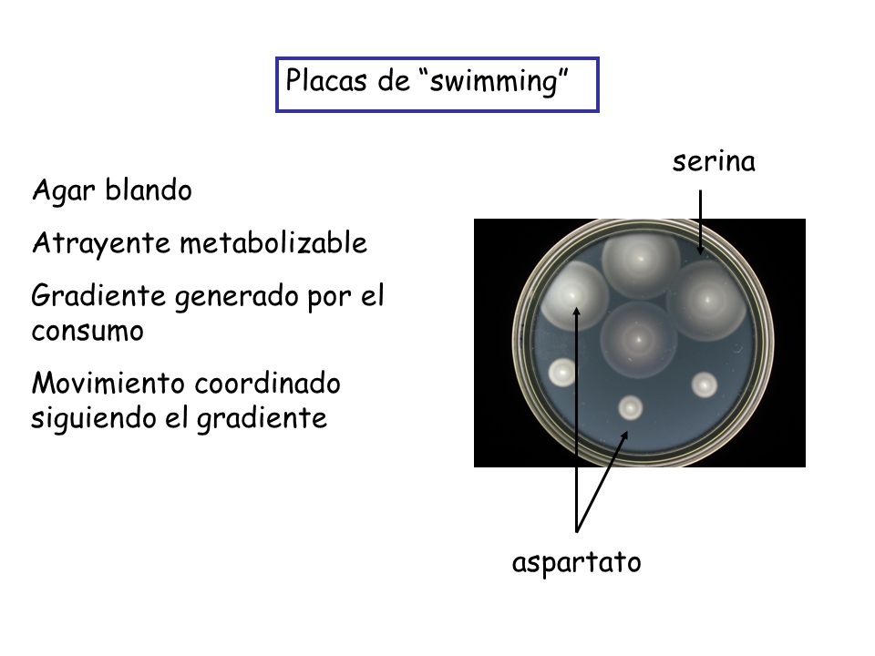 Placas de swimming serina. Agar blando. Atrayente metabolizable. Gradiente generado por el consumo.