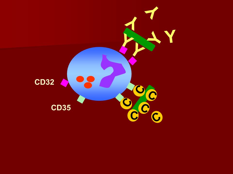 Y Y Y Y Y Y CD32 C C C C CD35 C C