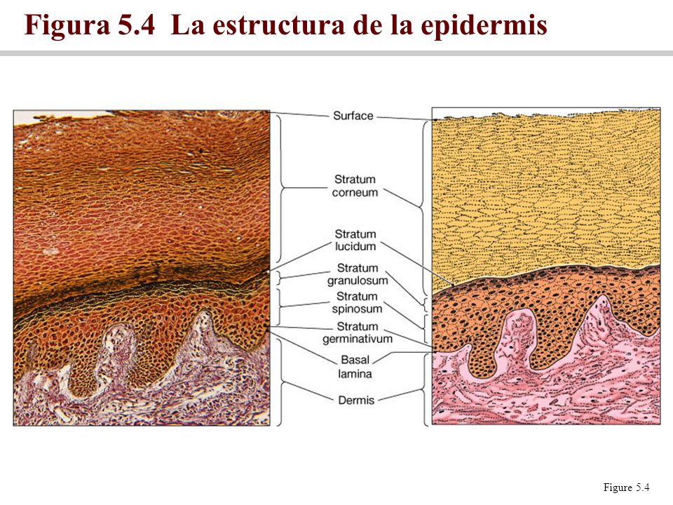 Figura 5.4 La estructura de la epidermis