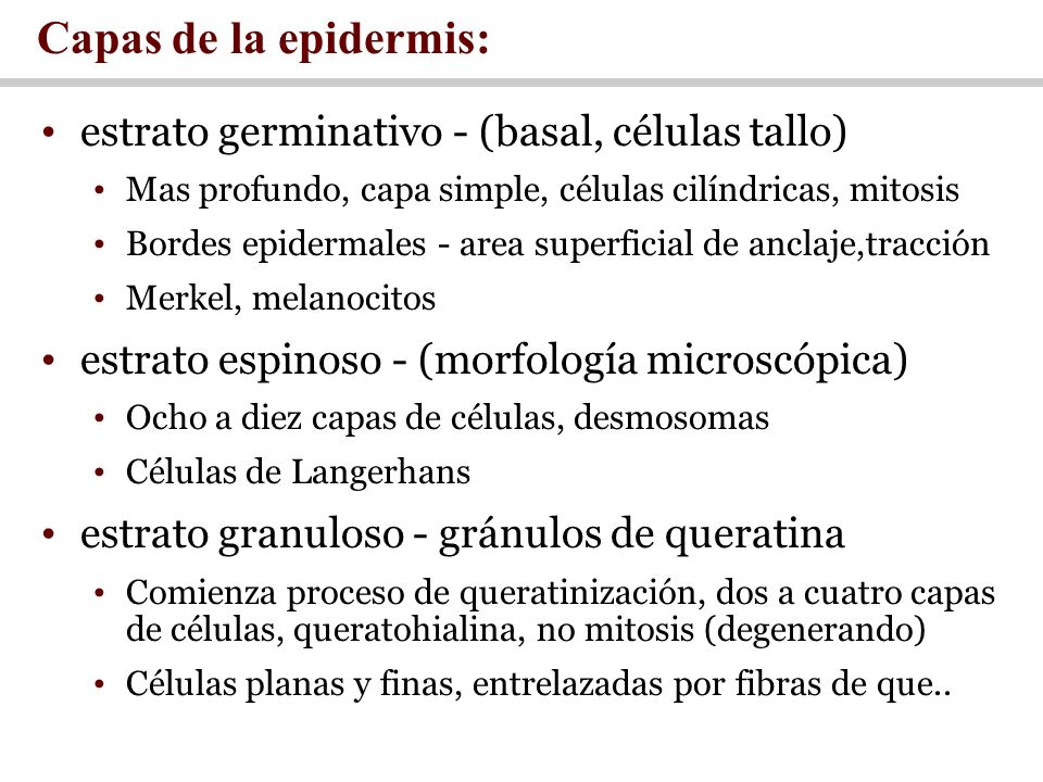 Capas de la epidermis: estrato germinativo - (basal, células tallo)