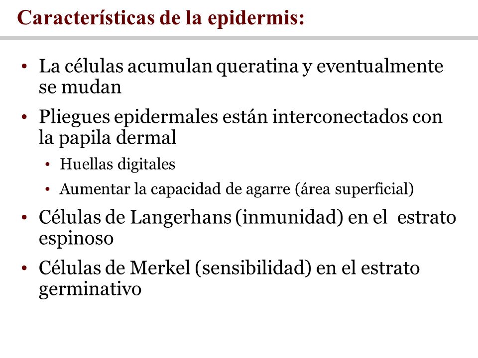 Características de la epidermis: