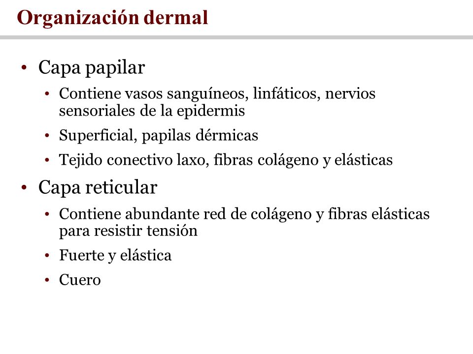 Organización dermal Capa papilar Capa reticular