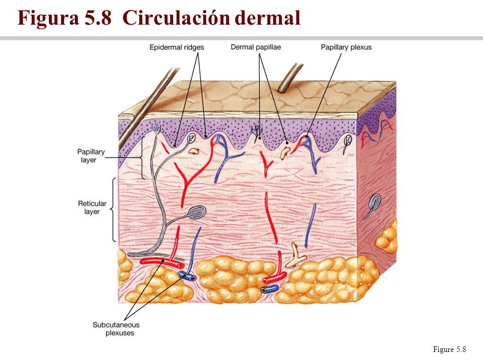 Figura 5.8 Circulación dermal