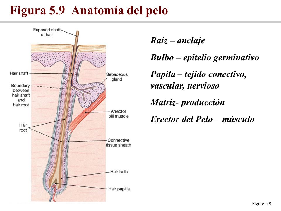 Figura 5.9 Anatomía del pelo