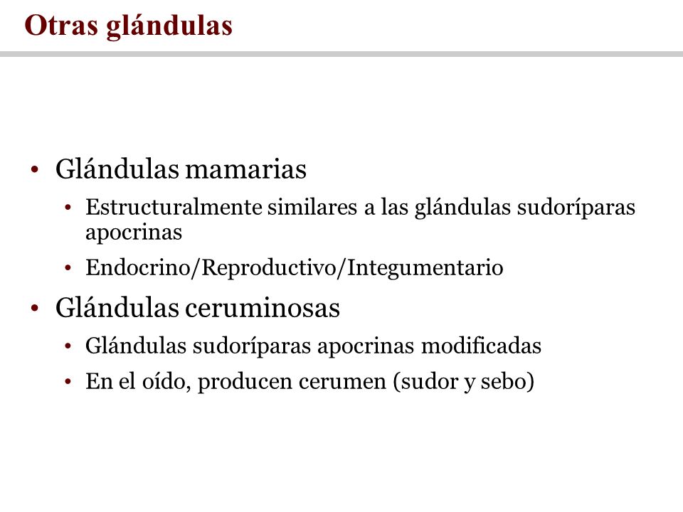 Otras glándulas Glándulas mamarias Glándulas ceruminosas