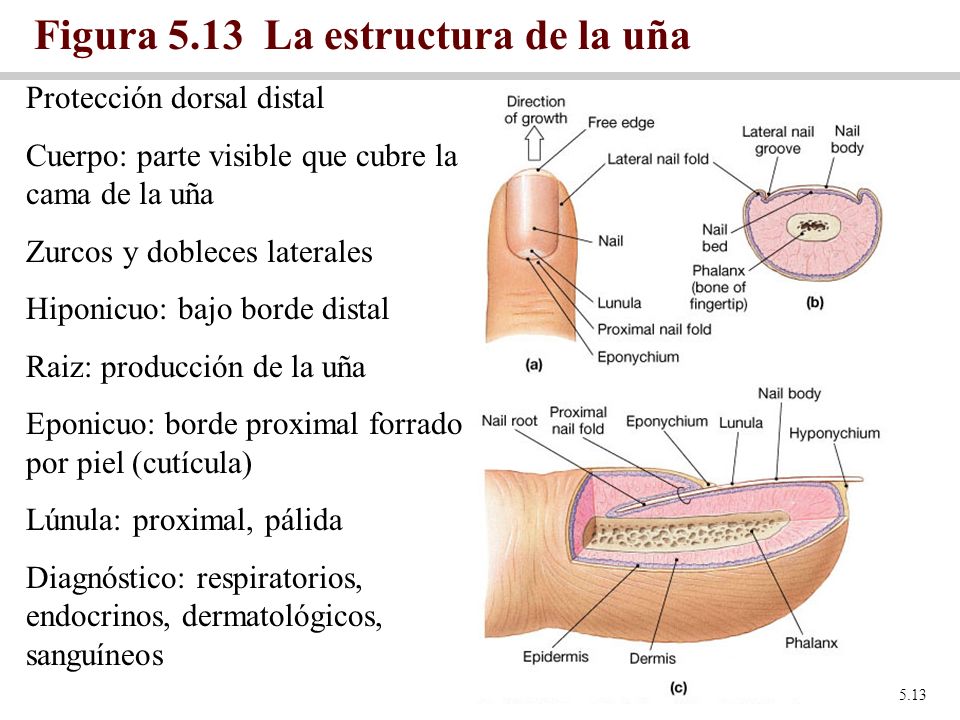Figura 5.13 La estructura de la uña