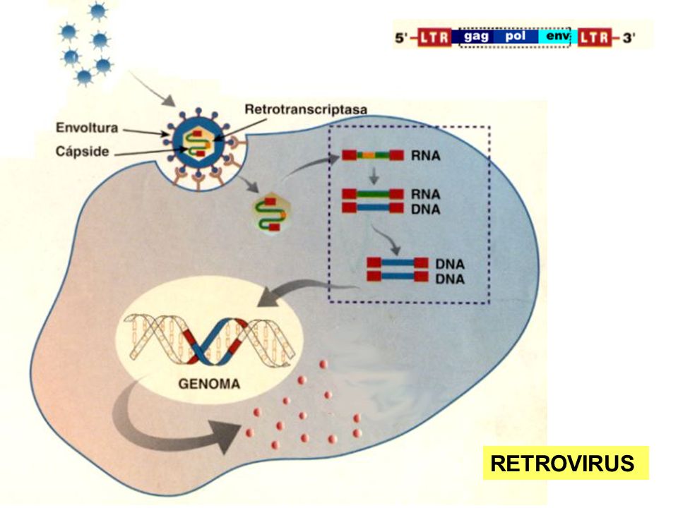 Los retrovirus son virus cuyo genoma (unos 9,7 kb) está constituido por una cadena simple de ARN y que replican mediante la formación de una cadena doble de ADN (provirus) como intermediario.