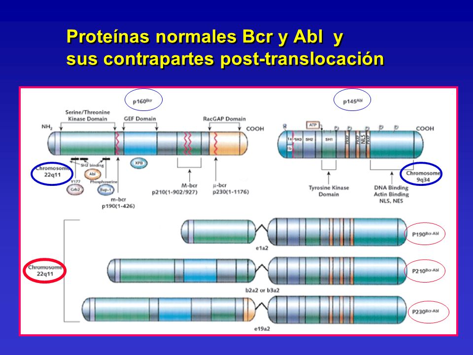 Proteínas normales Bcr y Abl y sus contrapartes post-translocación