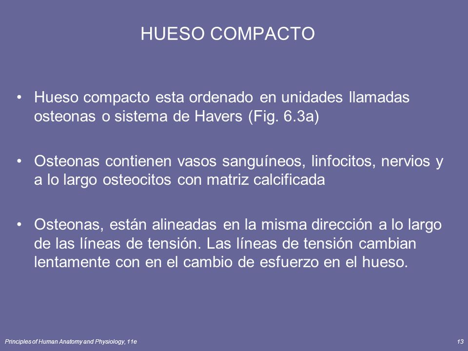 HUESO COMPACTO Hueso compacto esta ordenado en unidades llamadas osteonas o sistema de Havers (Fig. 6.3a)