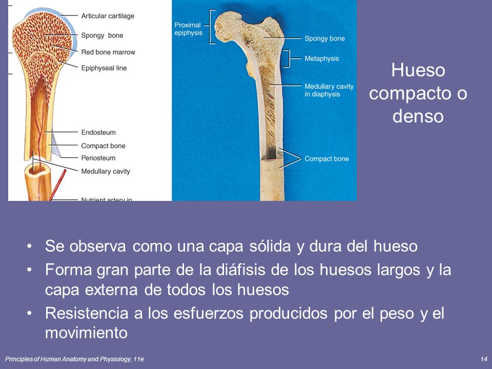 Hueso compacto o denso Se observa como una capa sólida y dura del hueso.