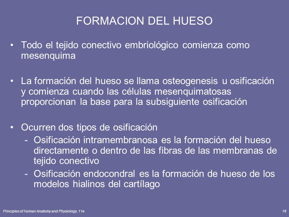 FORMACION DEL HUESO Todo el tejido conectivo embriológico comienza como mesenquima.
