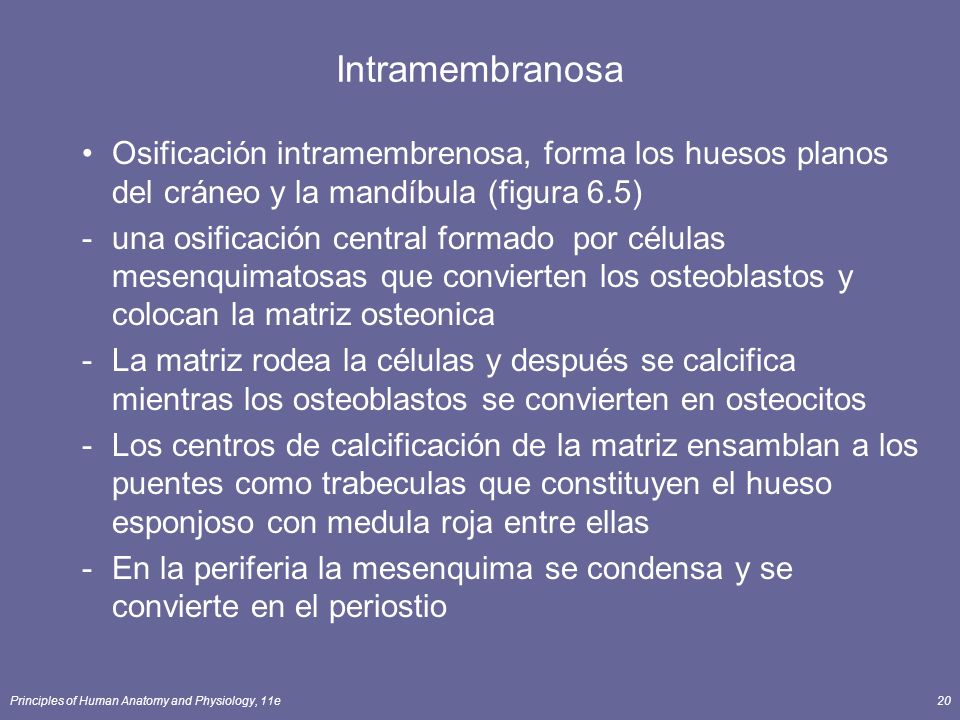 Intramembranosa Osificación intramembrenosa, forma los huesos planos del cráneo y la mandíbula (figura 6.5)