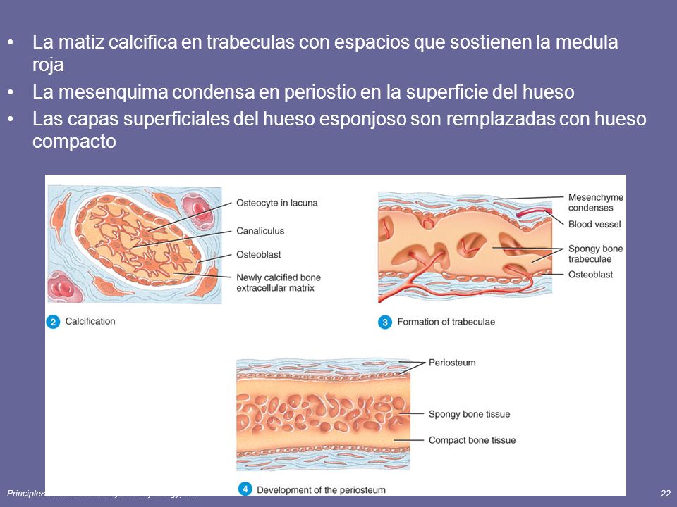La mesenquima condensa en periostio en la superficie del hueso