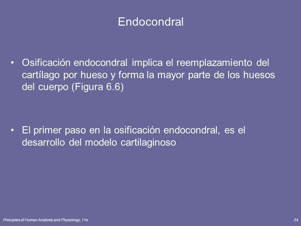 Endocondral Osificación endocondral implica el reemplazamiento del cartílago por hueso y forma la mayor parte de los huesos del cuerpo (Figura 6.6)