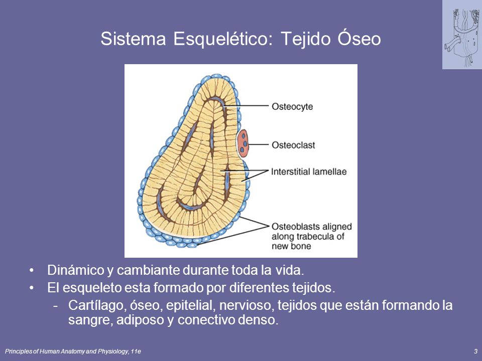 Sistema Esquelético: Tejido Óseo