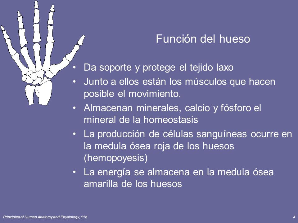 Función del hueso Da soporte y protege el tejido laxo